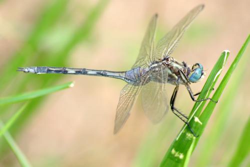 Réf. 295 781 : Orthetrum trinacria