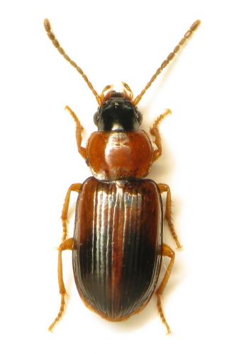 Acupalpus flavicollis