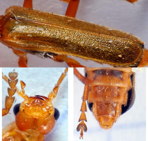 Cantharis cryptica