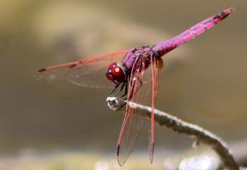 Réf. 295 544 : Trithemis annulata