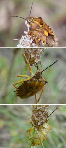 Carpocoris purpureipennis