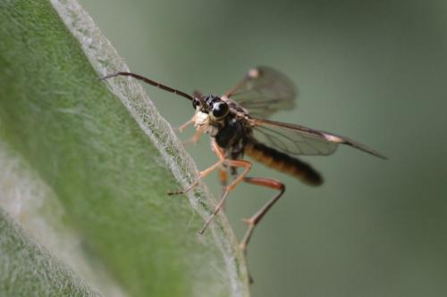 Réf. 295 650 : Tenthredopsis (nassata-scutellaris)