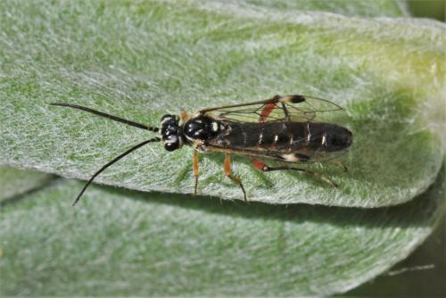 Réf. 295 644 : Tenthredopsis (nassata-scutellaris)