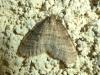 295516 – Photo : Moth-er – France (69)