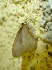 295518 – Photo : Moth-er – France (69)