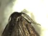 295444 – Photo : Andre Astric – France (68)