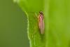 295500 – Photo : Pierre Duhem – France (24)