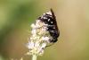 295520 – Photo : Pierre Duhem – France (24)