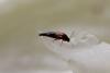 295642 – Photo : Pierre Duhem – France (75)