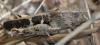 295913 – Photo : Christian Berquer – France (20)