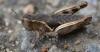 295271 – Photo : Christian Berquer – France (20)