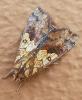 295821 – Photo : jpjepilou – Bénin