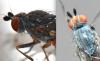 Heteromyza atricornis