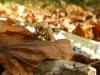 295273 – Photo : Oedipoda – France (16)