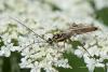 295091 – Photo : Bernard Saquet – Autriche