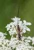 295094 – Photo : Bernard Saquet – Autriche