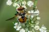 295340 – Photo : Bernard Saquet – Autriche