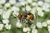 295339 – Photo : Bernard Saquet – Autriche