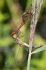 295402 – Photo : Bernard Saquet – Autriche