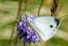 295651 – Photo : Bernard Saquet – France (48)