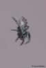 295711 – Photo : Vincent MATHEZ – France (74)