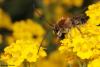 295808 – Photo : Vincent MATHEZ – France (74)
