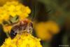295809 – Photo : Vincent MATHEZ – France (74)