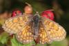 295471 – Photo : Vincent MATHEZ – France (74)