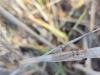 295315 – Photo : Ivan Jaubertie – France (66)