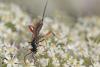 295060 – Photo : Marc Solari – France (68)