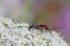 295059 – Photo : Marc Solari – France (68)