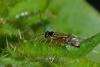 295061 – Photo : Christophe Quintin – France (22)
