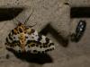 295473 – Photo : Bobabar – France (22)