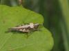 295766 – Photo : Lionel Casset – France (77)