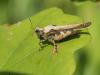 295740 – Photo : Lionel Casset – France (77)