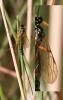 295034 – Photo : éric Pensa – France (13)