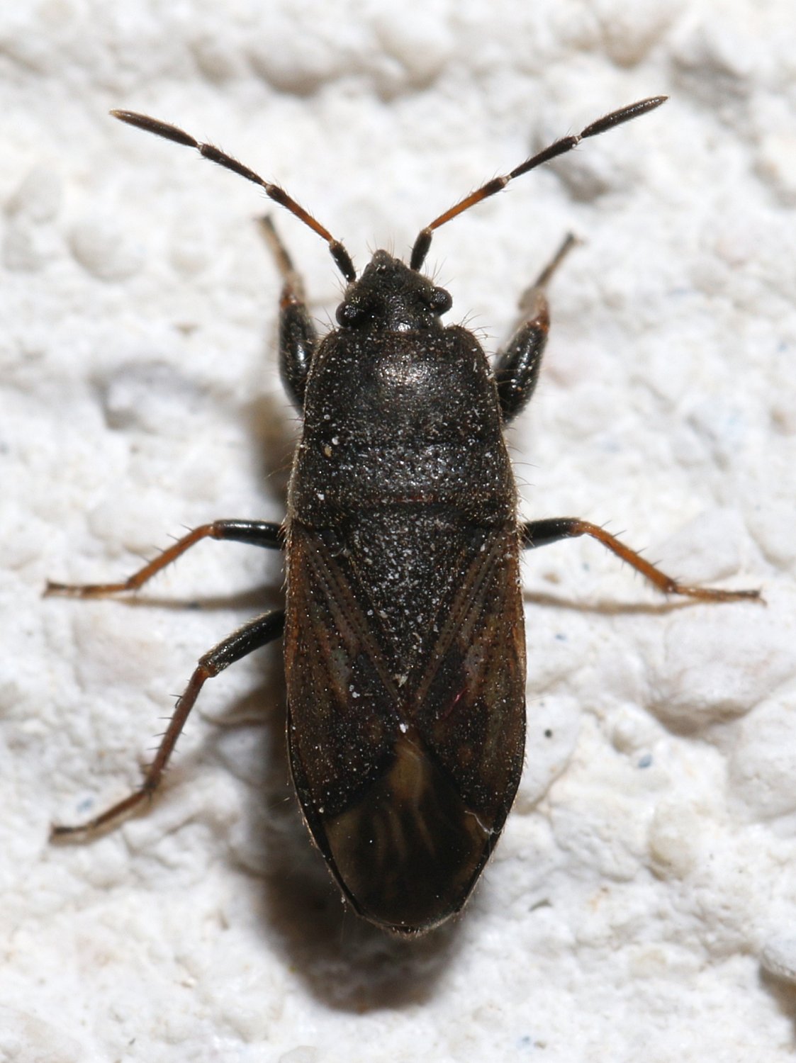 Marc Thibault - Megalonotus emarginatus - réf. 295023 (1123 x 1500 pixels, 200 ko)