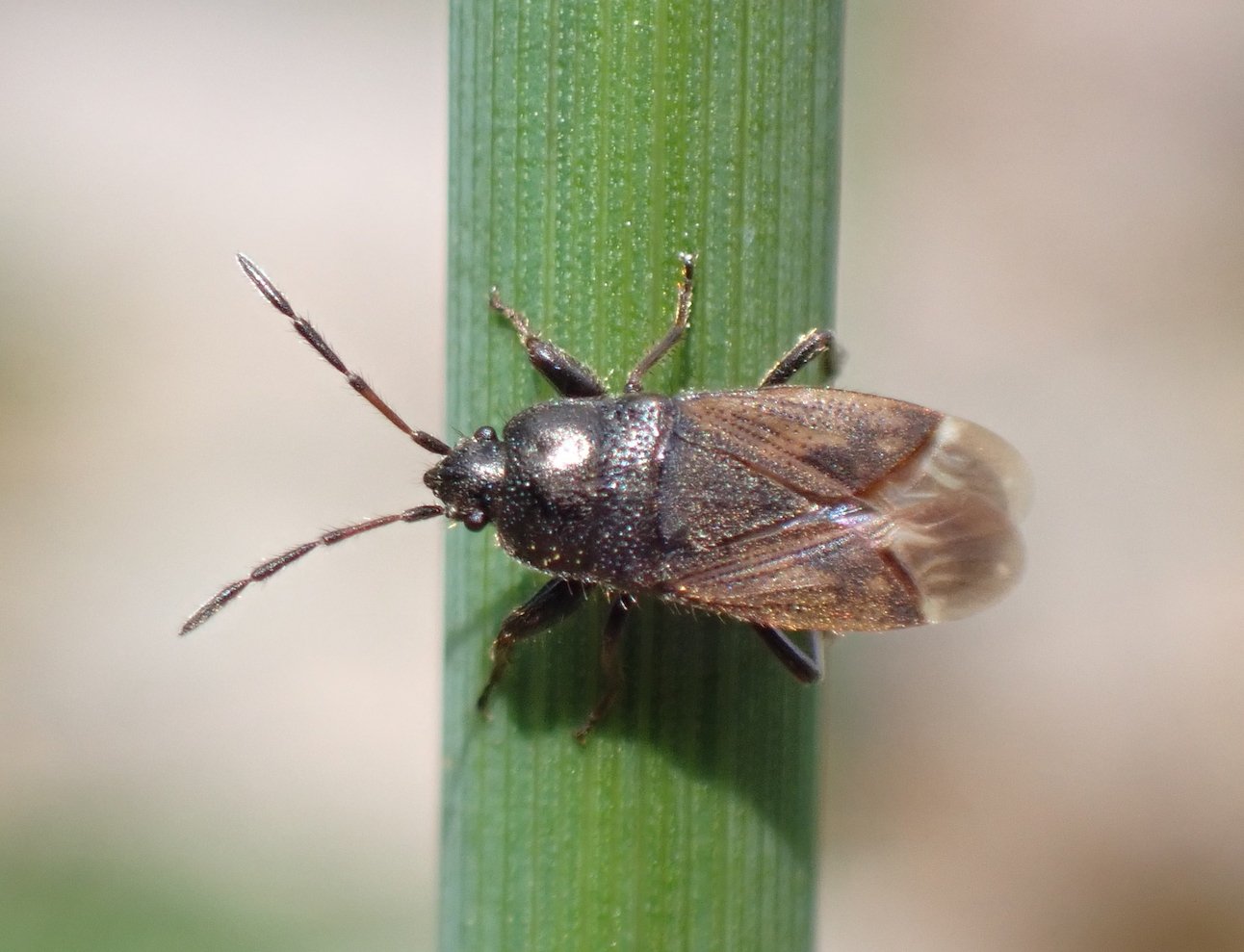 Catherine Reymonet-Smitten - Megalonotus chiragra - réf. 295508 (1292 x 989 pixels, 143 ko)