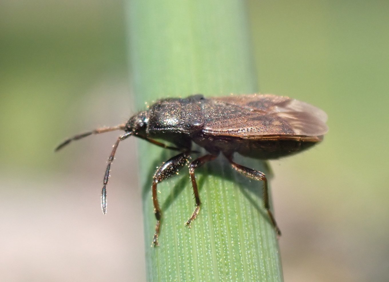 Catherine Reymonet-Smitten - Megalonotus chiragra - réf. 295509 (1360 x 987 pixels, 134 ko)
