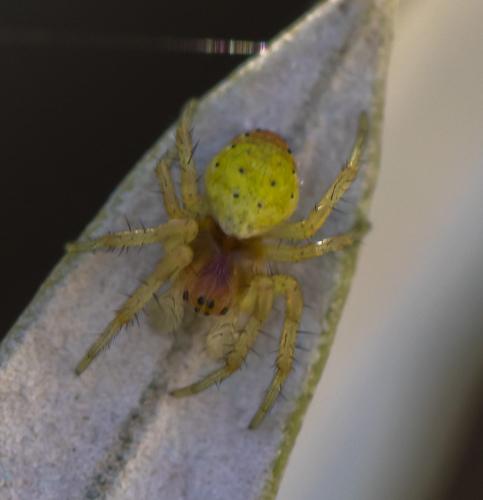 Araniella sp.