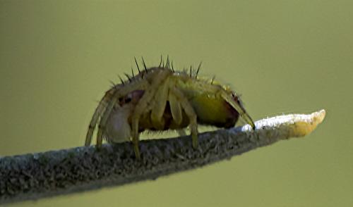 Araniella sp.