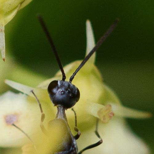 Gasteruption jaculator