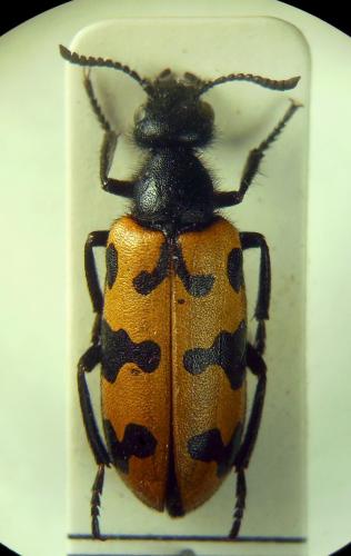 Croscherichia paykulli