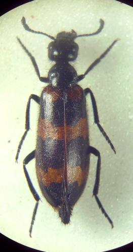 Réf. 296 107 : Mylabris variabilis