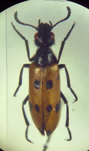 Réf. 296 104 : Mylabris quadripunctata