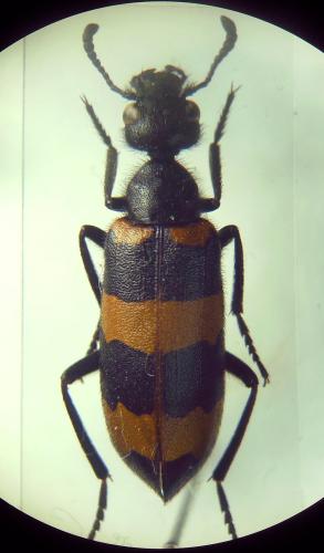 Mylabris tricincta