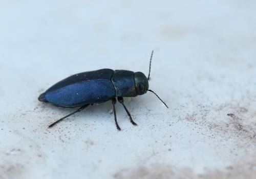 Réf. 296 722 : Phaenops cyanea