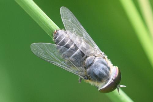 Réf. 296 869 : Tabanus maculicornis
