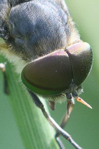 Réf. 296 871 : Tabanus maculicornis
