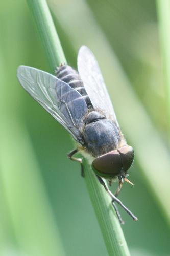 Réf. 296 870 : Tabanus maculicornis